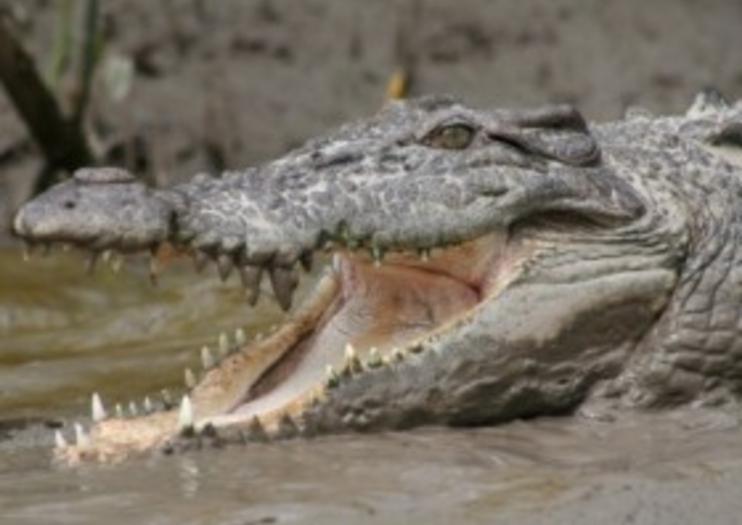 The Best Whitsunday Crocodile Safari Tours & Tickets 2020 - The ...